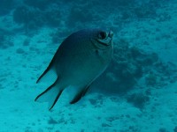 /album/klauni-a-sapini/foto-tomas-551-jpg/